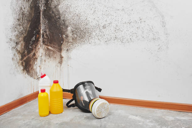 Best Crawl Space Mold Removal  in Rogers, TX