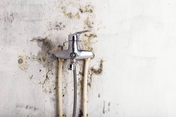 Best Mold Testing and Removal  in Rogers, TX