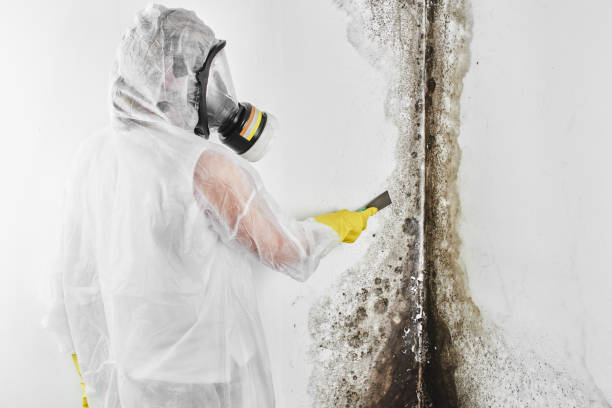 Best Mold Remediation Experts  in Rogers, TX