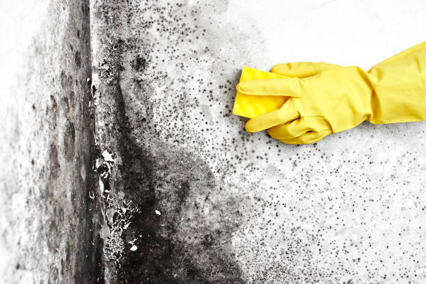 Best Mold Testing  in Rogers, TX