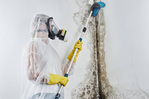 Best Mold Removal Company Near Me  in Rogers, TX