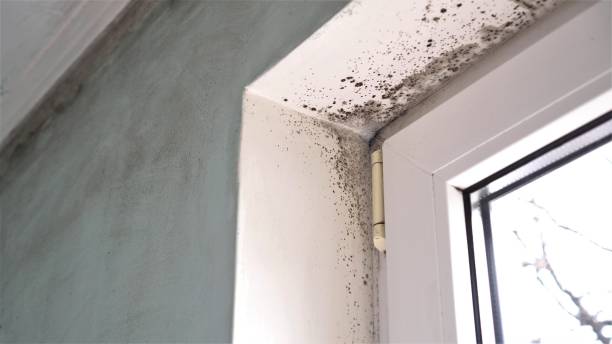 Best Mold Damage Repair  in Rogers, TX