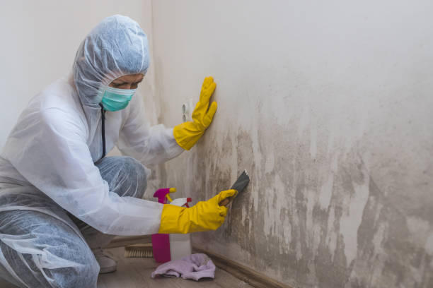 Best Office Mold Removal Services  in Rogers, TX