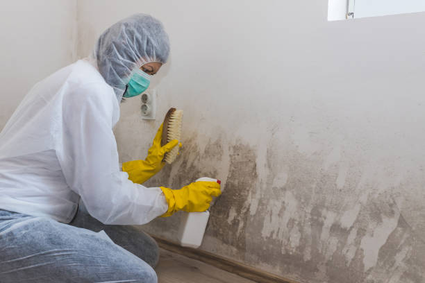 Certified Mold Removal in Rogers, TX