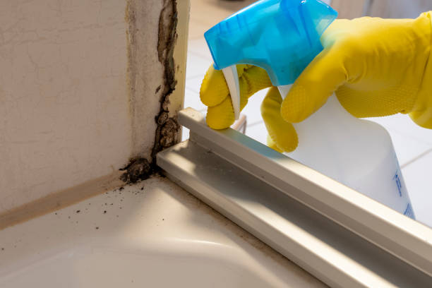 Best Best Mold Removal Companies  in Rogers, TX