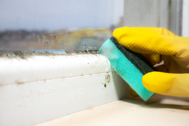 Best Mold Cleaning Services  in Rogers, TX