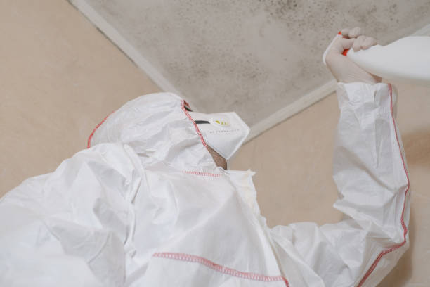 Best Mold Testing and Removal  in Rogers, TX