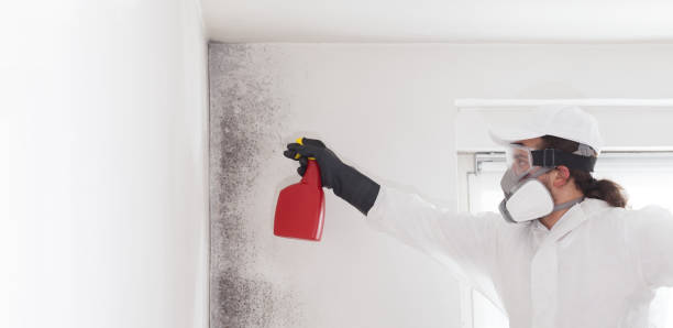 Best Fast Mold Removal  in Rogers, TX