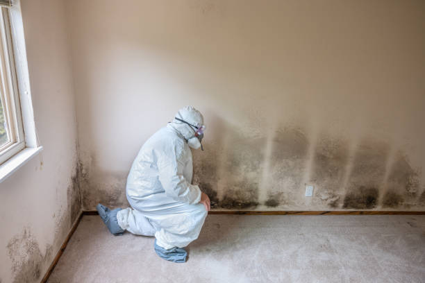 Best Certified Mold Removal  in Rogers, TX