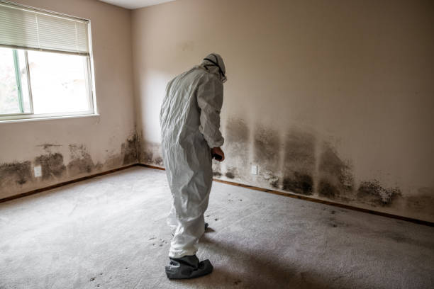 Reliable Rogers, TX Mold Removal Solutions