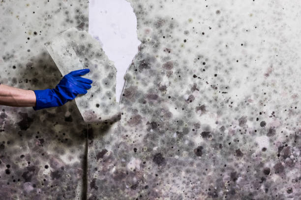 Best Home Mold Removal  in Rogers, TX