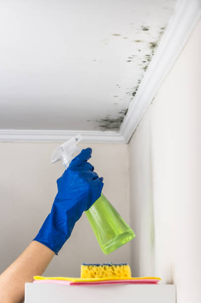 Best Mold Testing  in Rogers, TX