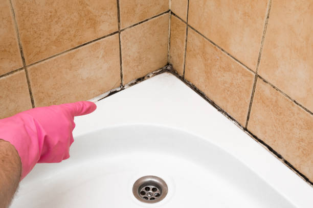 Best Commercial Mold Removal  in Rogers, TX